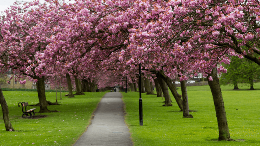 Harrogate